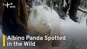 10K views · 391 reactions | Not so black-and-white. This furry cub is China's first panda with albinism recorded in the wild. | TaiwanPlus News | Facebook