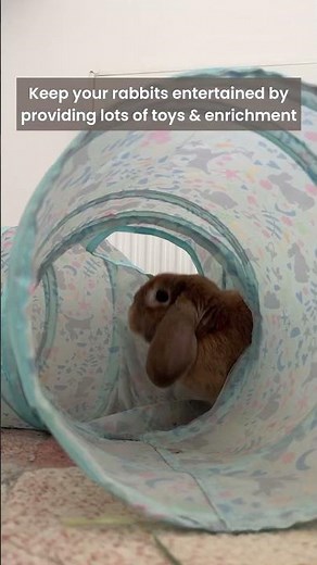 How to Set Up a Home for 2 Rabbits | Rabbit Home Set Up | Indoor Rabbit Home | Watch Bunny Binkies