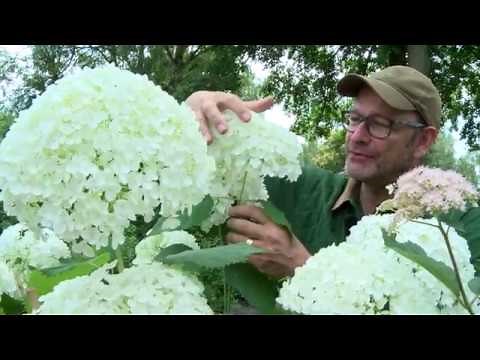 Hydrangeas: The Course | Varieties, Care, Fertilization, Pruning | Part 2: Hydrangea Groups and V...