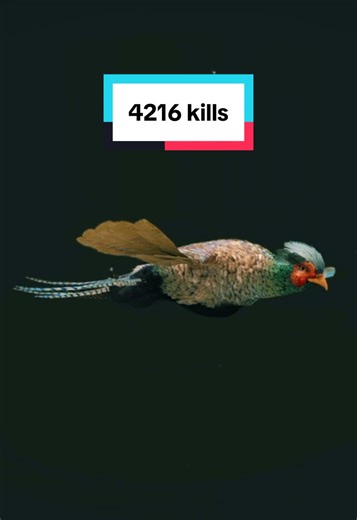 Great one pheasant after 4216 kills! #thehuntercallofthewild #cotw #greatone #fyp #pheasant