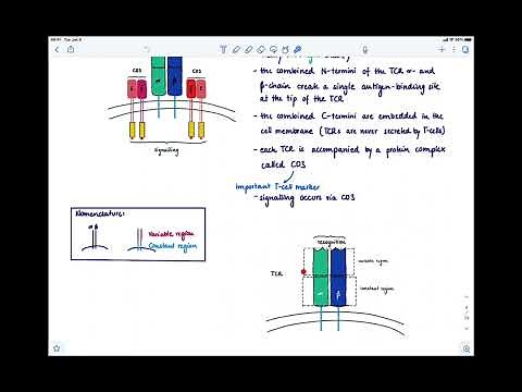 Brandl's Basics: The T-cell Receptor (TCR): Structure and Recognition