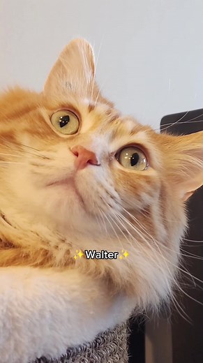 Meet Walter the Cat: A Hilarious Compilation