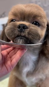 1.6K views · 6.8K reactions | Nożyczki Master Class w akcji! @blackwolfscissors model Ari | Groomer_helena | Facebook