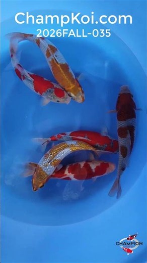 Ozumi Ikarashi Ochiba, Kogane Ochiba, Goshiki, Ai Goromo, Ginrin Ochiba | ChampKoi.com
