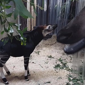Riley, the baby okapi at the Cincinnati Zoo, turns 2 months old today! Isn't he the cutest? 😍 (Video: Cincinnati Zoo) | WLWT