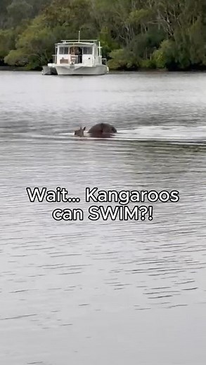 Wait… Kangaroos Can SWIM! Did you know kangaroos can swim? Check this out 🤯