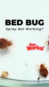 🚨 Bed Bug Spray Not Working? 🚨 ⛔️ Contact Killers Can't Kill Pest You Can't See 🌟 This Kills Pest You Can't Reach 🌟 | Greenbeanbuddy