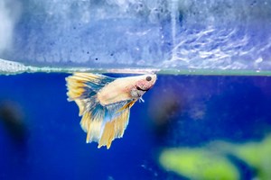 The Hidden Journey of Betta Eggs: Nurturing Life Without Bubble Nests