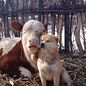 4.6K views · 249 reactions | Affectionate Shiba Inu Dog And Cow Have An Inseparable Bond | Beautiful Dogs Love | Facebook