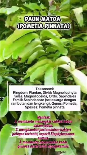 Manfaat daun metoa (pometia pinnata)