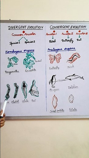 Organ Development & Evolution of Species || homologous & analogous organs #neet Biology