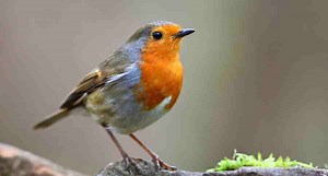 Many Birds Are Leaving Wisconsin and Heading Into Canada