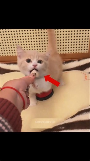 വിശക്കുമ്പോഴെല്ലാം ഈ പൂച്ച ബെല്ലടിക്കും 😹❤️ | #shorts