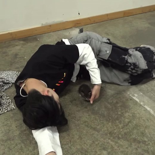 two cats playing with each other