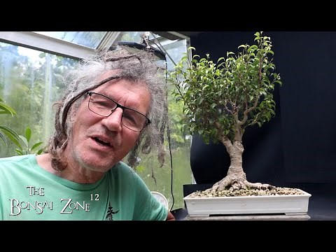 Pruning My Too Little Leaf Ficus benjamina, The Bonsai Zone, Aug 2025