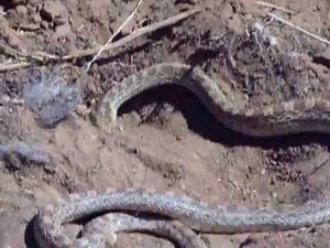 BULL SNAKE 'DIGGING'