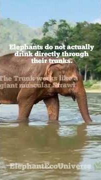 Why Elephants rarely ever get Sick #babyelephant #wildlife #youtube #shorts #viral #usa #india #thai