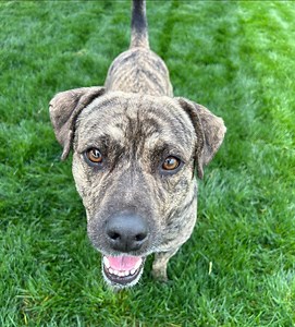 1.9K views · 51 reactions | Sampson: #A1218699, Male, 2 years, 41...