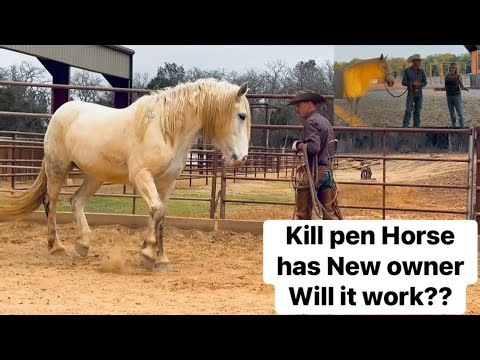 Kill Pen bucking bred horse gets New Owner, is the Right fit??