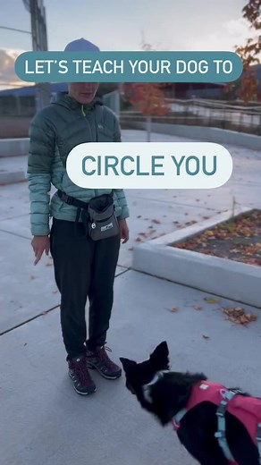 27K views · 512 reactions | Does your dog know how to circle you? Let’s teach them! This is a super easy trick. Success is guaranteed if you go slowly and reward your dog generously! For very small dogs, teach this sitting down at first so you don’t have to bend down as much. I use the cue “Around” for this - which one do you use? | SpiritDog Training | Facebook