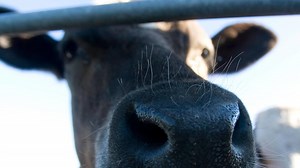 Restrictions imposed as cow is identified with BSE on Scottish farm