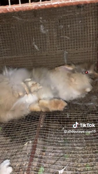 Accouplement continue les lapereaux sont toujours Disponible Chez SD 78587816