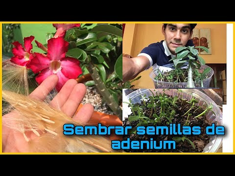 How to propagate Desert Rose from seeds?