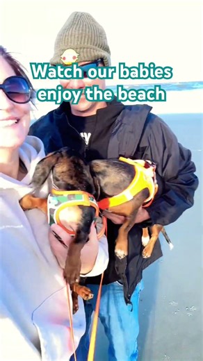 Watch our babies enjoy the beach #dachshund #beach #travelwithpets #jekyllisland