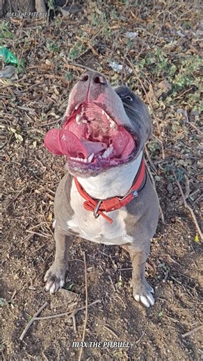 The 3 most dangerous dogs in the world 😱🥵 #max #pitbull #facts #dogvideos #dogbreed #shorts #pets...