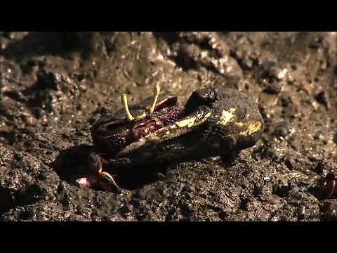 EL VAIVEN DE LAS OLAS - Documental Naturaleza HD 1080p - Grandes Documentales