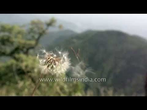 Dandelion seeds blowing in the wind : slow motion reveal!
