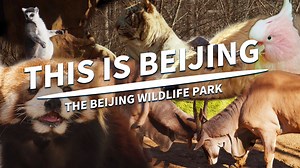 The Beijing Wildlife Park, located in Daxing District approximately 50 kilometers south of the city center of Beijing, is situated along the picturesque Yongding River. This large natural ecological park serves as a premier destination for tourists seeking to observe wild animals. The park supports animal protection, wildlife domestication, breeding and science education. There is a popular safari ride within the park area where visitors can see over 200 different species of animals and 10,000 a
