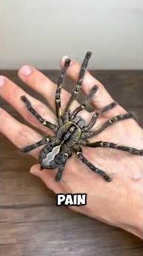 Most Dangerous Tarantulas In The World