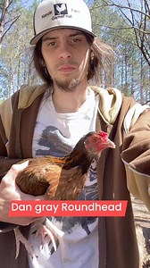 Pure Dan Gray Roundhead Broodhen at Kenzie Gamefarm 🔥 Remember guys the Hens make the Roosters! #fyp #gallos #viral #roundhead #chickens #gamefowl #explore #rooster | Kenzie Gamefowl Farm