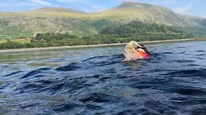 Tally is being kept in overnight, the operation has gone really well. Hopefully pick him up in the morning. This footage was from Friday night, low impact swimming with his float coat on. He loved it. It may be a few weeks before he gets to do it again | Max Out in the Lake District