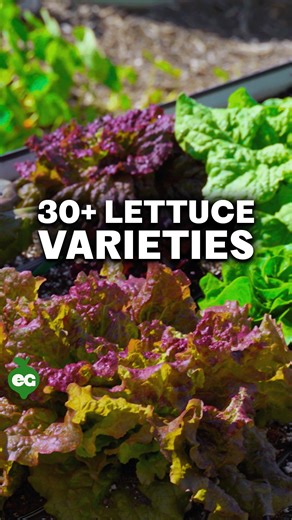 36K views · 511 reactions | Growing different lettuce varieties at...