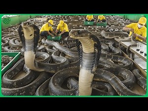 How Chinese farmers Raise Millions of Giant King Cobra Snake for Medicine from Deadliest Venom