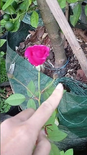 For non-stop blooms, it has to be the Kalimantan rose 🥀 momomio garden 6/10/26