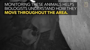 1.5M views · 7.9K shares | Watch: Newly discovered mountain lion...