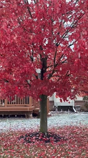 SnOw It BEGINS!!! | Michael Samuelson