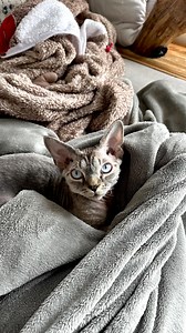 FRANCE VS QUÉBEC 😱😱😂😂 . • #couplevideos #humour #quebec #quebec #sketch | Happylifecanada