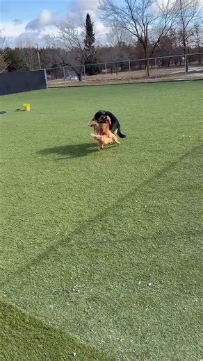 ABC Dog Training, Boarding & Grooming