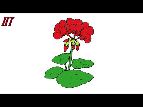 How to draw a Geranium Flower