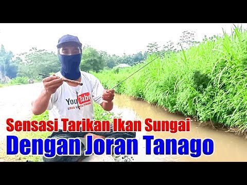 Small but Luxurious! The Sensation of Pulling River Fish with a Tanago Rod || #emasyahyachannel