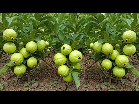 🌿Grow Guava Tree FAST with These Pro Tips! Best Ideas for Growing Guava Tree! #guava #live