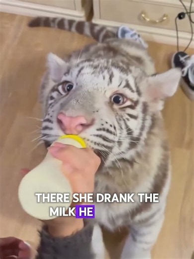 Why do tigers vomit?#animals #animallife #foryou #lovestory #love #youtube #youtubeshorts #shorts