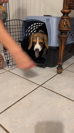Day 1 of training for little Miss Piper! Today we focused on free shaping and name recognition—plus learning how to enter the crate. She’s super food-motivated, which means the real fun (and progress) starts now! If you’re wanting to try this at home, I’m simply luring her into the crate with food (since she hasn’t eaten). When she turns around inside, I mark with the clicker and give her reward her with the food. As training progresses, we’ll transition to using a marker word instead of the cli