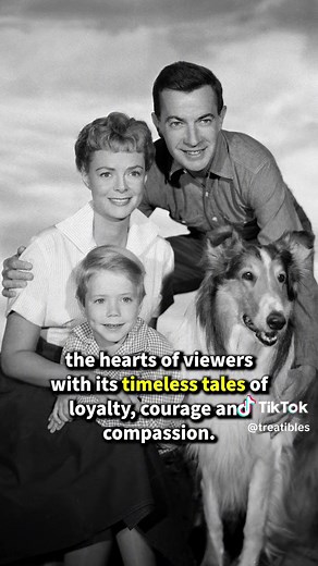 On this day in 1954, Lassie made her debut as one of the most beloved, courageous dogs in television history! #lassie #tvhistory #dogheroes #dogsoftiktok #roughcollie #colliedogs#doglovers #dogmom #lassiedog #tvtrivia #colliedogsoftiktok