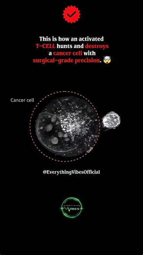 Targeted Immunotherapy & T-Cell Cytotoxicity 🧬🤯