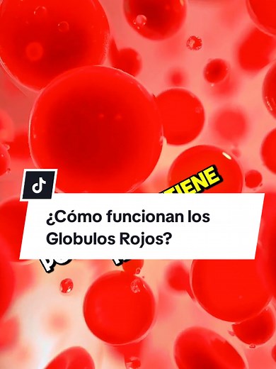 ¿Cómo funcionan los glóbulos rojos? Explicación rápida